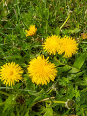 Yellow dandelions. Warm spring time. Blooming flowers. Background for the screen. Green, fresh grass.