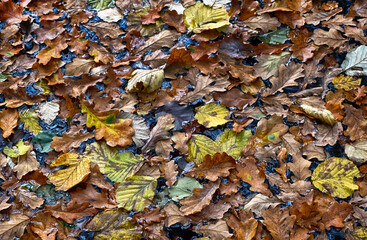 Leaves floating on a lake