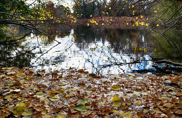 Autumn winter leaves in water with colourful leaves on trees