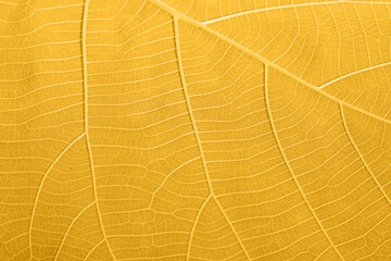 Abstract gold fortuna leaves close up