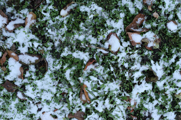 Green grass and dry leaves covered with the first snow. Early winter.