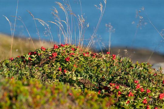 Chamaepericlymenum suecicum - Scrub berris