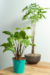 Garden at home with mores plants on different potted. Concept nature. 