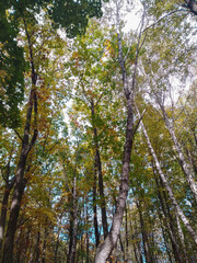 Tall trees. Autumn leaves. Bottom view of the trees. Yellow-green leaves. Autumn time. Background for the screen.
