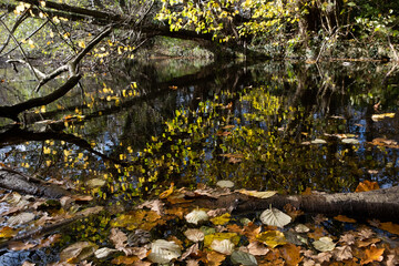 Fototapeta na wymiar Autumn winter leaves in water with colourful leaves on trees