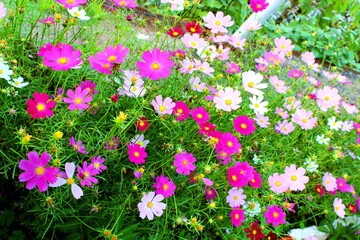 pink flowers in the garden