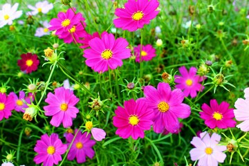 Fototapeta premium flowers in the garden
