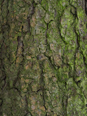real tree bark background covered with green moss, natural real living