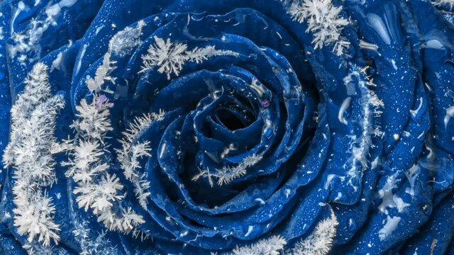 Amazing unusual blue rose in frozen. The process of freezing a blue rose, the crystallization of dewdrops in a flower in frosty weather. Macro timelapse video