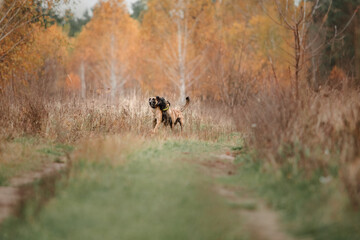 Obraz na płótnie Canvas Happy Belgian Shepherd dog Malinois outdoors in autumn