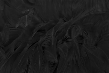 Beautiful black grey bird feathers pattern texture background.
