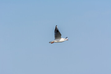 A seagull is flying in sky over the sea waters in corniche park, Dammam, Saudi Arabia
