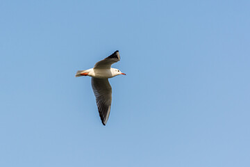 A seagull is flying in sky over the sea waters in corniche park, Dammam, Saudi Arabia