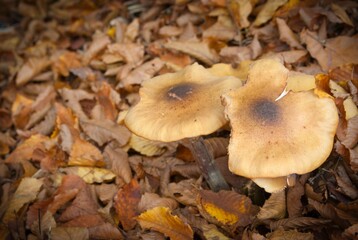 champignons