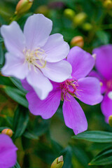 Obraz premium pink and white flowers