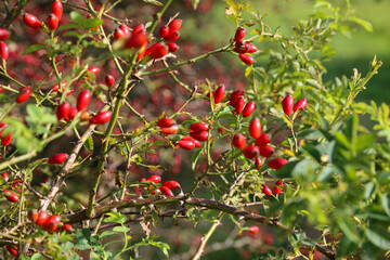 Rose hip bushes with fruits