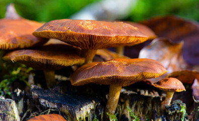 Lamellenpilze an Baumstumpf
