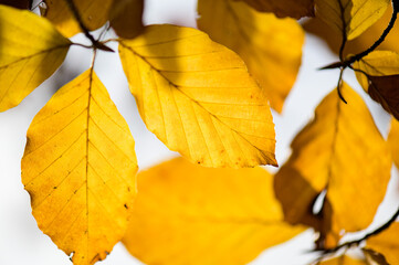 Buchenlaub im Herbst