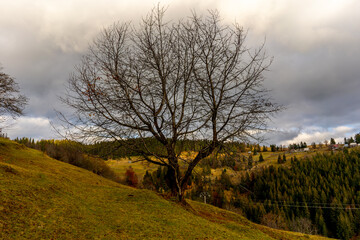Obraz premium Horse Carriage in romania mountains