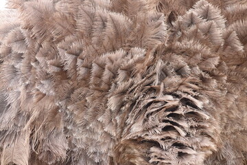 Straussenfederkleid 7427