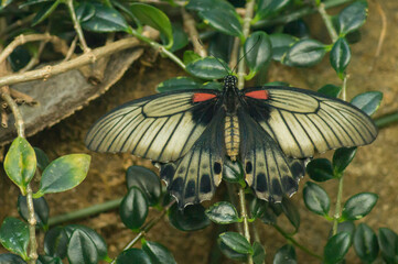 Scarlet Mormon