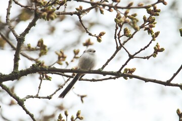 Eine Schwanzmeise sitzt im Frühling auf einem Ast, Aegithalos caudatus