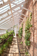 A traditional glass greenhouse