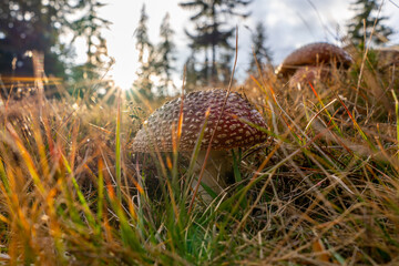 Poison beautifull mushrooms in romania