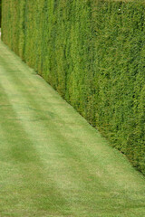 A perfect hedge and lawn