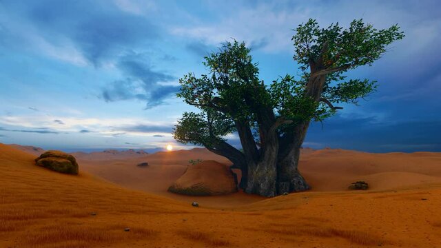 Single Baobab tree on desert