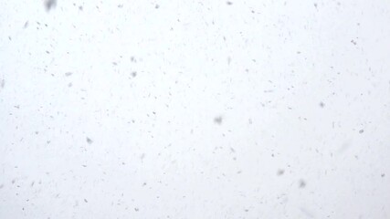 Snowfall, Beautiful white snowflakes swirl in the wind and fall down, snow flakes on a white background - Powered by Adobe