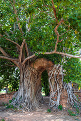 Ancient gate of time covered by tree root at Wat Phra Ngam temple in Ayutthaya Historical Park near Bangkok, Thailand