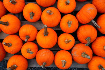 Display of round orange pumpkins at the farmers market in the fall