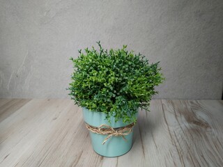 Cute green ornamental plants are suitable to be part of the interior of the room.