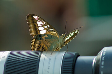 Viceroy butterfly
