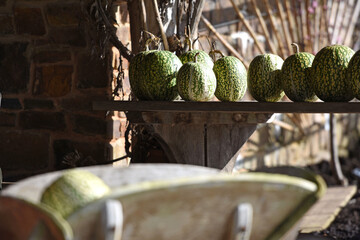 Row of gourds in a shed