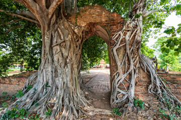 Ancient gate of time covered by tree root at Wat Phra Ngam temple in Ayutthaya Historical Park near Bangkok, Thailand