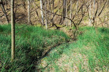The rough horsetail (lat. Equisetum hyemale), of the family Equisetaceae, in a spring birchwood, the Middle Volga region, Russia.
