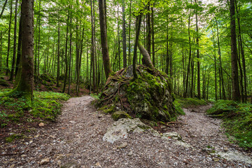 Obraz premium Wald mit Felsen im Berchtesgadener Land
