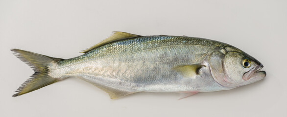 Bluefish and Baby Bluefish. ( Latin; Pomatomus Saltatrix) isolated on white