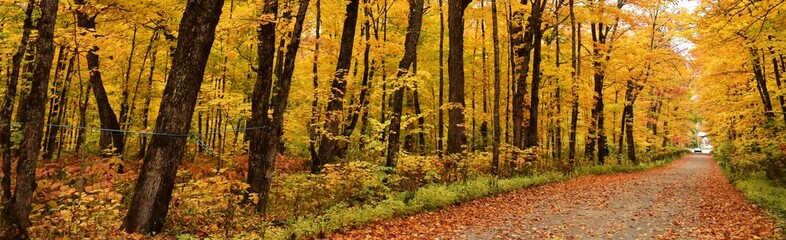 The maple road in autumn, Quebec