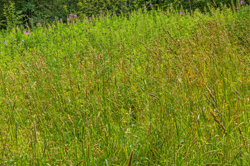 Fototapeta premium beautiful, natural, bright meadow, field with colorful flowers and plants in the summer on a nice, bright day 