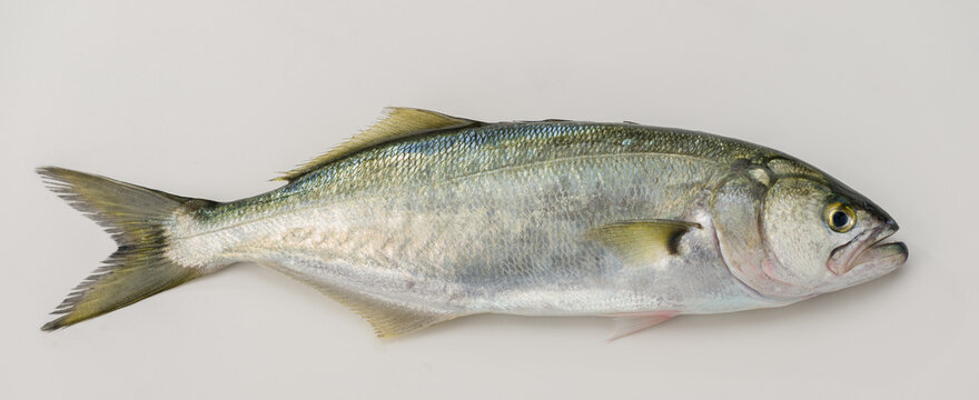 Bluefish and Baby Bluefish. ( Latin; Pomatomus Saltatrix) isolated on white