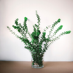 Eucalyptus branches in glass vase against white wall