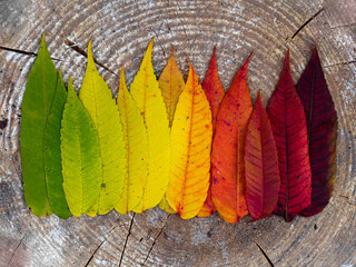 Kolorowe jesienne liście  © Klaudia Baran