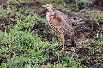 Goliath Heron in a frozen stance in a reedbed alongside a river