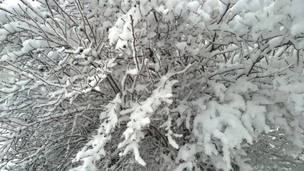 White snow covered branches of tree. Winter background. Beauty in nature. Snowfall. Cold weather, chilly. Blizzard, poor visibility. Frosty. Ecology concept. Wallpaper. Coldest season. Environment.