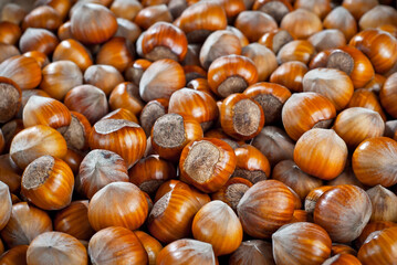 Hazelnuts on a pile close up. Texture of dried brown nuts.