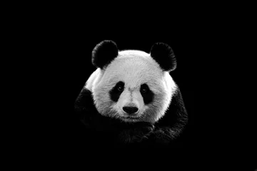 Foto op Canvas Portrait of panda with a black background © AB Photography