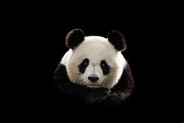 Fototapeten Portrait of panda with a black background © AB Photography